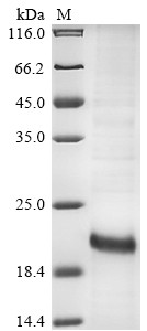 IGF-like family receptor 1 (Igflr1), partial, mouse, recombinant