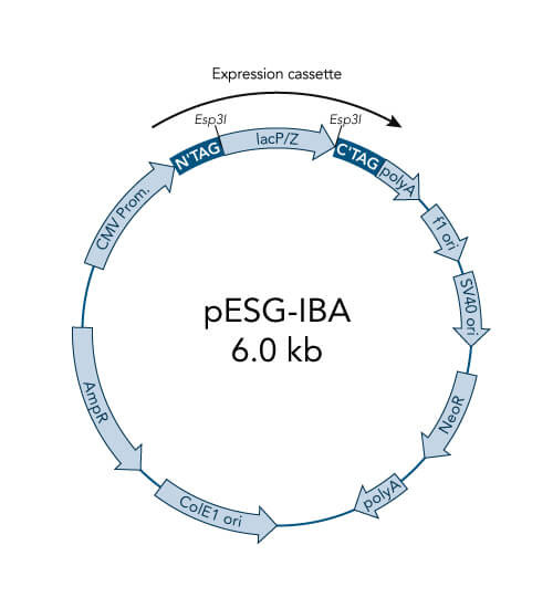 pESG-IBA3 vector