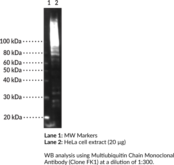 Anti-Multiubiquitin Chain (Clone FK1)