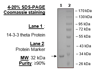 14-3-3 theta Protein, His-tag (Human)