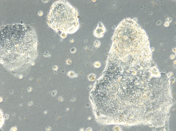 HROC357 Cells