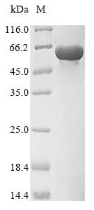 Pyruvate kinase PKM (Pkm), mouse, recombinant