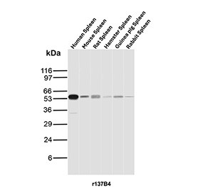 Anti-CD27 / CD27 molecule, clone r137B4