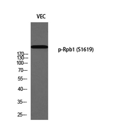 Anti-phospho-Rpb1 (Ser1619)