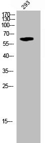 Anti-Phospho-STK3/STK4 (T183)