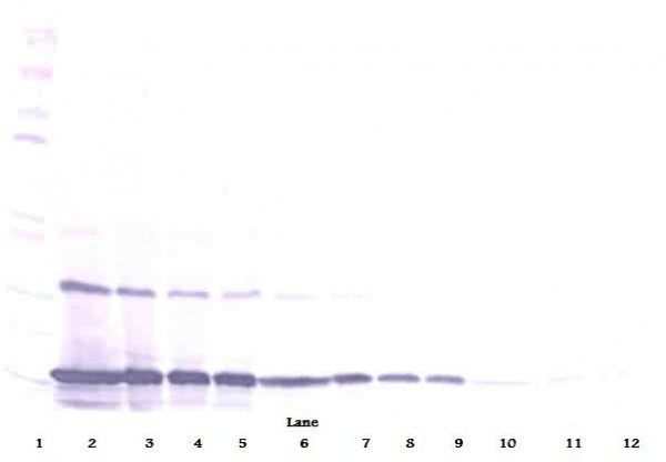 Anti-MCP-1 / CCL2 (Biotin)