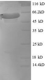 Microtubule-associated protein tau (MAPT), Macaca mulatta, recombinant