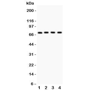 Anti-Neuregulin-1