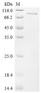 Ras guanyl-releasing protein 3 (RASGRP3), human, recombinant
