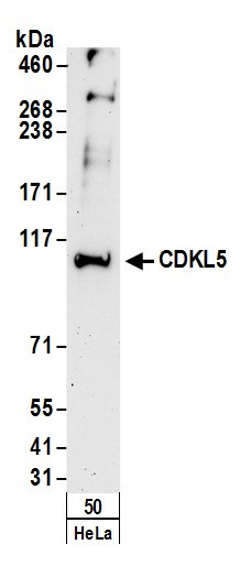 Anti-CDKL5