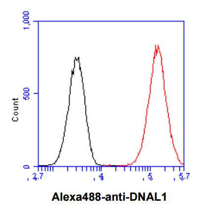 Anti-DNAL1, clone 29E4