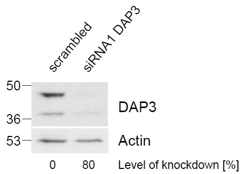 Anti-DAP3, C-terminal