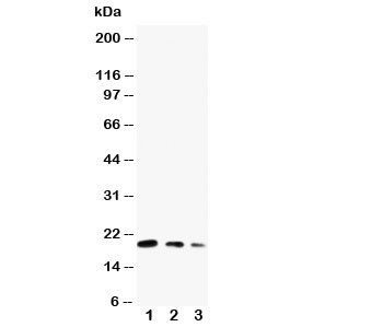 Anti-CDC42