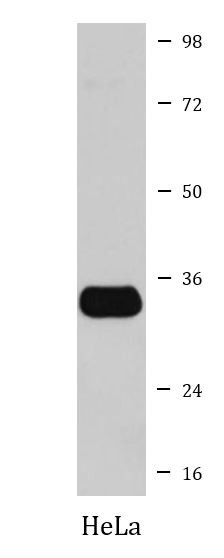 Anti-Syntenin 1