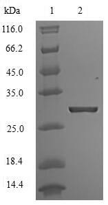 ATP-sensitive inward rectifier potassium channel 1 (KCNJ1), partial, human, recombinant
