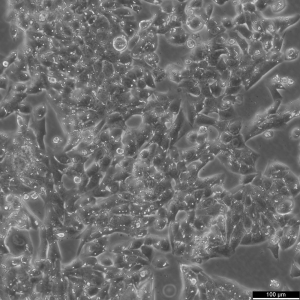 MLTC-1 Cells