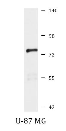Anti-LRRC4