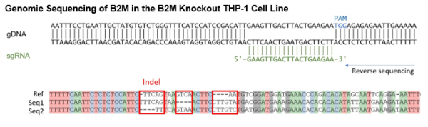 B2M Knockout THP-1 Cell Line