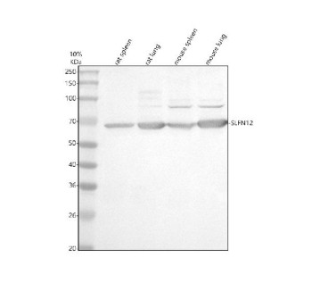 Anti-SLFN12 / Schlafen family member 12