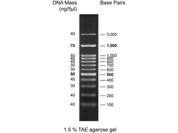 Diamond DNA Ladder 100-3000bp