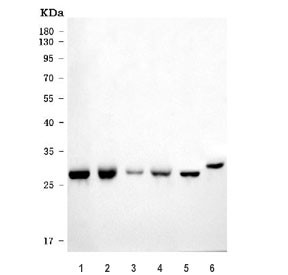 Anti-ECHS1 / Enoyl-CoA hydratase 1
