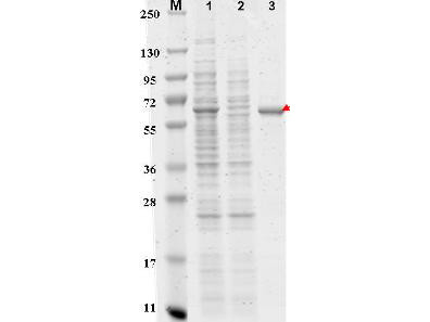 DYKDDDDK (FLAG(R)) Peptide