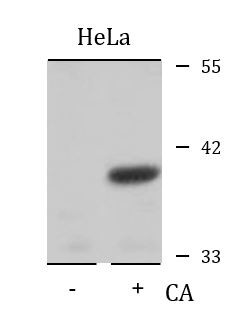 Anti-phospho-eIF2 alpha (Ser51)