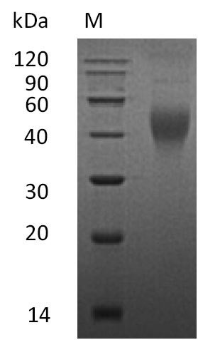 Macrophage colony-stimulating factor 1 (Csf1), partial (Active), mouse, recombinant