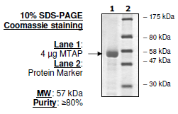 MTAP, active human recombinant protein