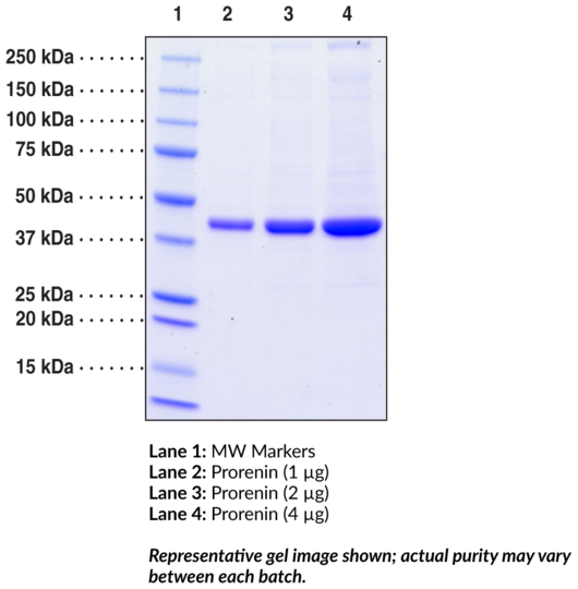 Prorenin (human, recombinant)