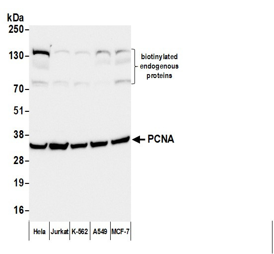 Anti-Mouse IgG-heavy and light chain, Biotin conjugated
