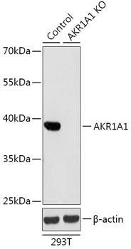 Anti-AKR1A1 [KO Validated]