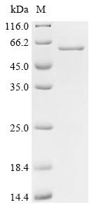 Cytochrome P450 2J2 (CYP2J2), human, recombinant