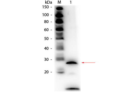 Anti-TRYPSIN, Biotin Conjugated