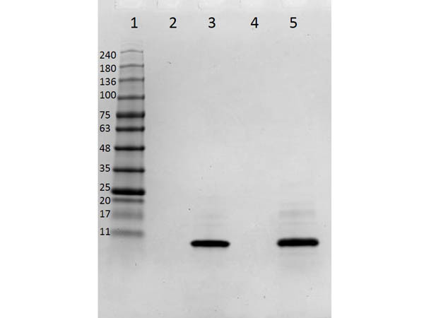IL-8 Human Recombinant Protein