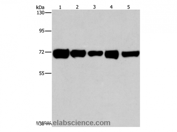 Anti-RPN1