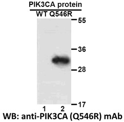Anti-PIK3CA (Q546R)