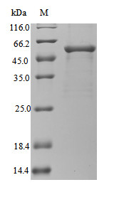 Gamma-glutamyl phosphate reductase (proA), Legionella pneumophila subsp. pneumophila, recombinant