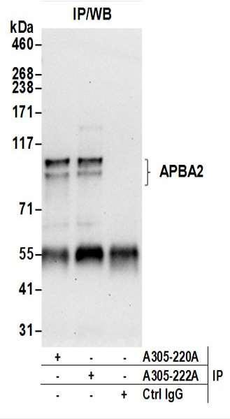 Anti-APBA2