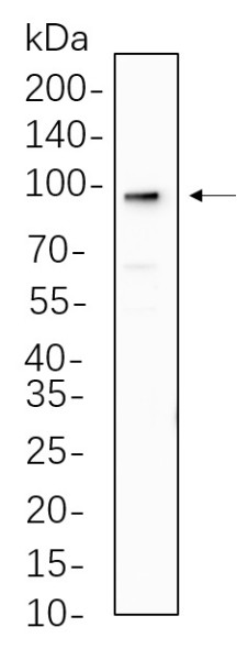 Anti-Recombinant AGO2, clone 3P6