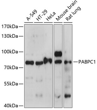 Anti-PABPC1