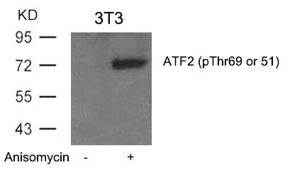 Anti-phospho-ATF2 (Thr69 or 51)