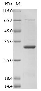 Genome polyprotein, partial, Zika virus, recombinant