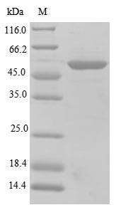 S-arrestin (Sag), mouse, recombinant