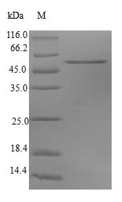 Synaptosomal-associated protein 29 (SNAP29), human, recombinant