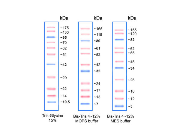 Ruby Prestained Protein Standard 10-175kDa