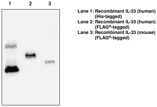 Anti-Interleukin-33 (Clone IL333068A)