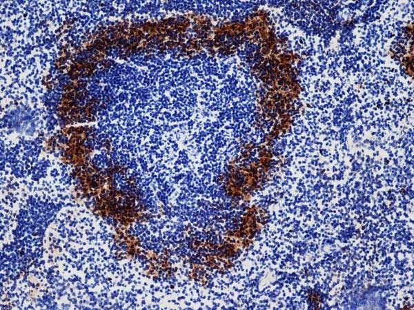 Anti-CD169, clone 3D6.112
