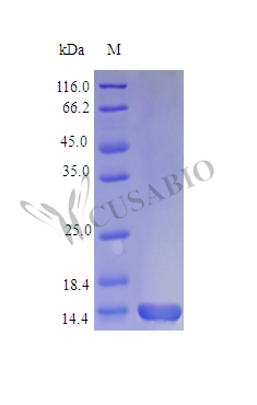 Interleukin-9 protein (Il9) (Active), mouse, recombinant