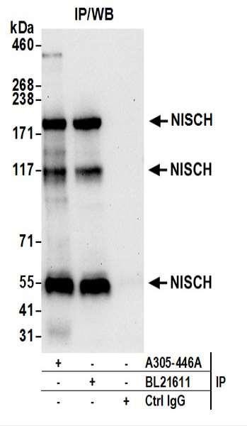 Anti-NISCH